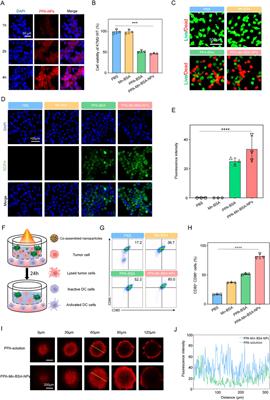 Manganese-pyrochloric acid photosensitizer nanocomplexes against osteosarcoma: achieving both high activatability and high effectiveness